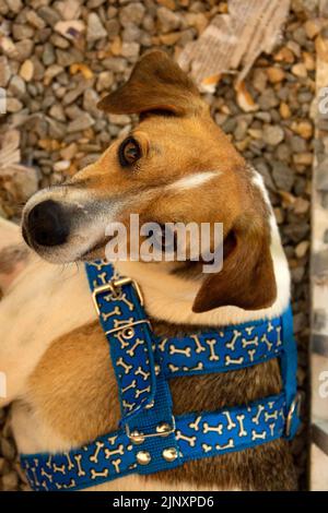 Goiânia, Goias, Brasile – 13 agosto 2022: Un cane intrappolato in una penna in una fiera di adozione per gli animali salvati dalla strada. Foto Stock