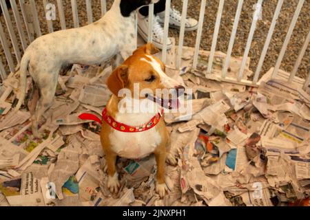 Goiânia, Goias, Brasile – 13 agosto 2022: Un cane intrappolato in una penna in una fiera di adozione per gli animali salvati dalla strada. Foto Stock