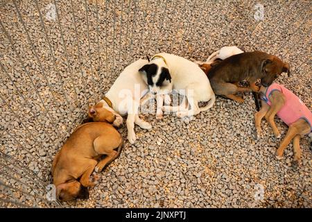 Goiânia, Goias, Brasile – 13 agosto 2022: Alcuni cani sdraiati, intrappolati in una penna in una fiera di adozione per gli animali salvati. Foto Stock