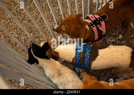 Goiânia, Goias, Brasile – 13 agosto 2022: Alcuni cani intrappolati in una penna in una fiera di adozione per gli animali salvati dalla strada. Foto Stock