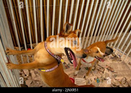 Goiânia, Goias, Brasile – 13 agosto 2022: Alcuni cani intrappolati in una penna in una fiera di adozione per gli animali salvati dalla strada. Foto Stock