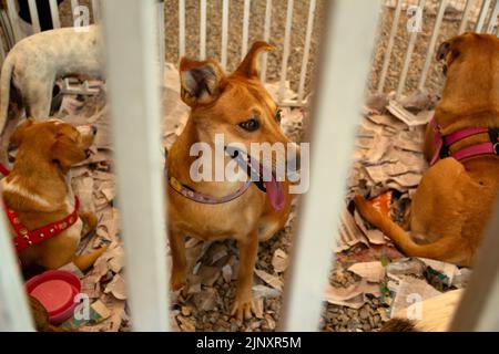 Goiânia, Goias, Brasile – 13 agosto 2022: Alcuni cani intrappolati in una penna in una fiera di adozione per gli animali salvati dalla strada. Foto Stock