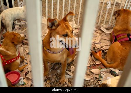 Goiânia, Goias, Brasile – 13 agosto 2022: Alcuni cani intrappolati in una penna in una fiera di adozione per gli animali salvati dalla strada. Foto Stock