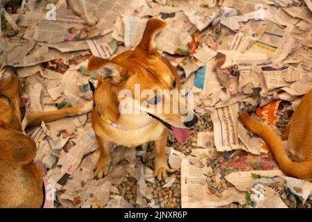 Goiânia, Goias, Brasile – 13 agosto 2022: Alcuni cani intrappolati in una penna in una fiera di adozione per gli animali salvati dalla strada. Foto Stock