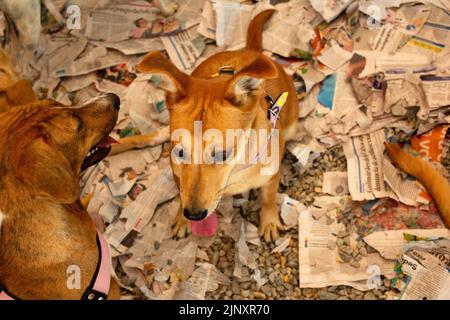 Goiânia, Goias, Brasile – 13 agosto 2022: Alcuni cani intrappolati in una penna in una fiera di adozione per gli animali salvati dalla strada. Foto Stock