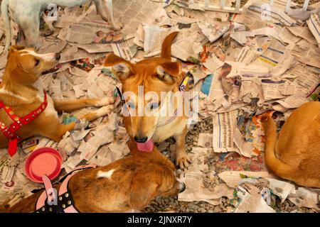 Goiânia, Goias, Brasile – 13 agosto 2022: Alcuni cani intrappolati in una penna in una fiera di adozione per gli animali salvati dalla strada. Foto Stock