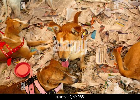 Goiânia, Goias, Brasile – 13 agosto 2022: Alcuni cani intrappolati in una penna in una fiera di adozione per gli animali salvati dalla strada. Foto Stock