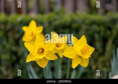 Fuoco selettivo, primo piano sui fiori gialli del daffodil. Più fiori fuori fuoco sullo sfondo. Foto Stock