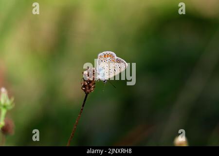 Argento-costellata blue butterfly Foto Stock