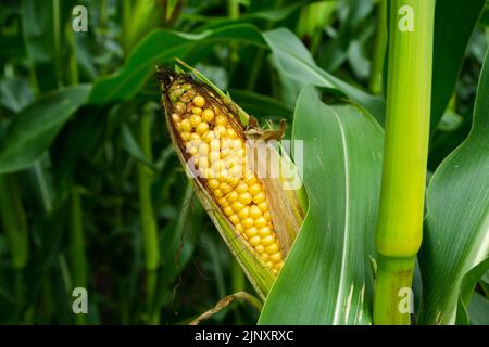 Maturando mais giallo sulla pannocchia, il granturco di primo piano Foto Stock