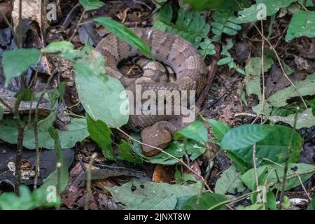 Il serpente Bushmaster (Lachesis muta) nell'Amazzonia peruviana è uno dei più grandi e letali della foresta pluviale Foto Stock