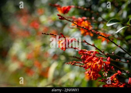 I fiori di Crocosmia, conosciuti anche come montbretia o coppertips, nel sole estivo Foto Stock