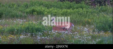 Femmina del cervo dalla coda bianca che allatta il suo cucciolo in un campo di fiori selvatici. Foto Stock