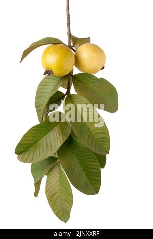 frutta guava matura nel ramo dell'albero, frutta tropicale comune appena raccolta che ha imballato con le sostanze nutrienti, isolata su fondo bianco Foto Stock