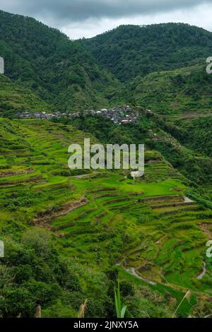 Terrazze di riso a Maligcong nel nord di Luzon, Filippine. Foto Stock