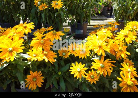 Giallo brillante margherita come i fiori di Rudbeckia Sunbeckia un fiore ardito perenne del giardino Foto Stock