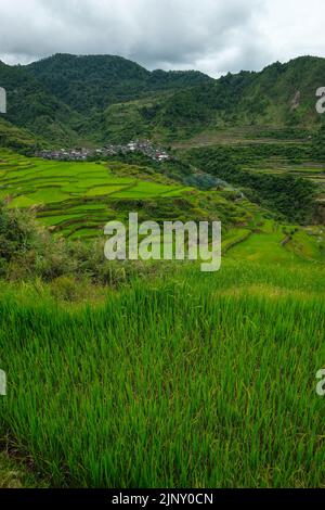 Terrazze di riso a Maligcong nel nord di Luzon, Filippine. Foto Stock