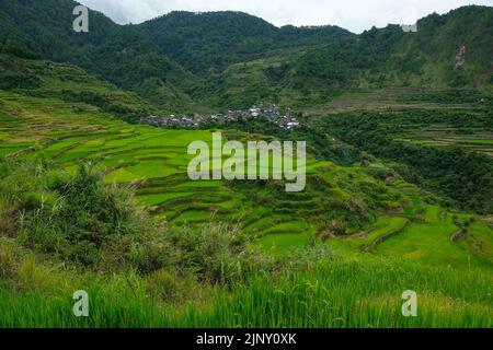 Terrazze di riso a Maligcong nel nord di Luzon, Filippine. Foto Stock