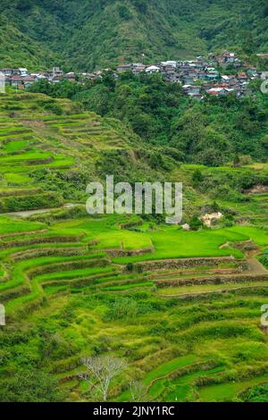 Terrazze di riso a Maligcong nel nord di Luzon, Filippine. Foto Stock