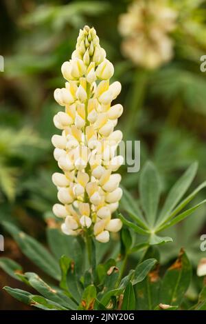 Lupin "Russell lampadario" (Lupinus polyphyllus) Foto Stock