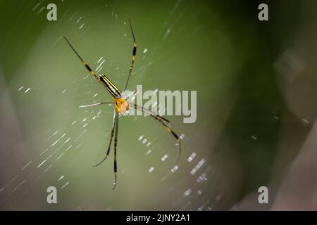 Un ragno siede su un ragnatela nella foresta. Foto Stock