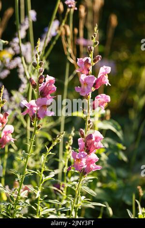 Rocket Orchid Snapdragon (Antirrhinum majus) Foto Stock