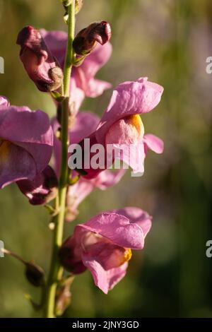 Rocket Orchid Snapdragon (Antirrhinum majus) Foto Stock