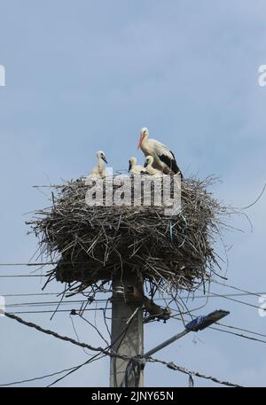 La famosa cicogna nidi in cima ai pali del telegrafo nel villaggio di Cristian vicino Sibiu, in Transilvania, Romania Foto Stock