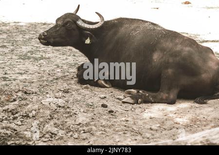 Buffalo africano (syncerus caffer), primo piano maschile adulto, Mpumalanga. Zoo della Slovacchia Foto Stock
