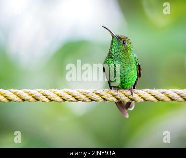 Emerald testa di rame maschio arroccato negli altopiani della Costa Rica Foto Stock