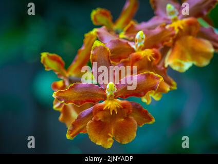 Orchidea Burrageara - orchidea arancione Cambria Catatante, fiorente con sfondo verde - primo piano. Messa a fuoco selettiva Foto Stock