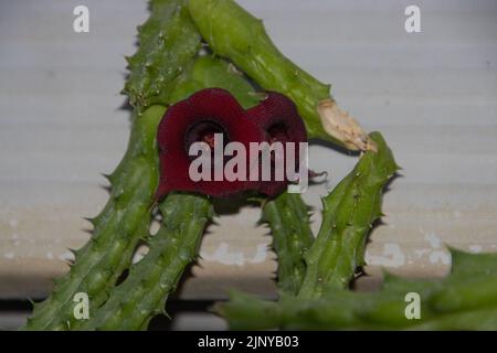 Fiore di un drago rosso, huernia schneideriana Foto Stock