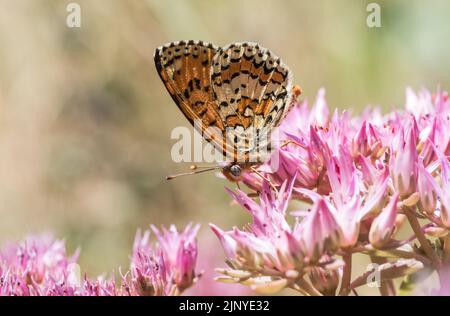 Caucasica Fritillary maculato (Melitaea interrupta) Foto Stock