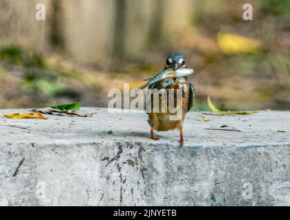 Un Martin pescatore comune con un pesce in bocca Foto Stock