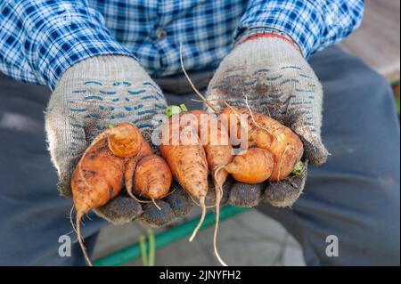 il coltivatore tiene le radici deformate della carota nelle sue mani. La bruttezza delle verdure. DOF, messa a fuoco selettiva. Foto Stock