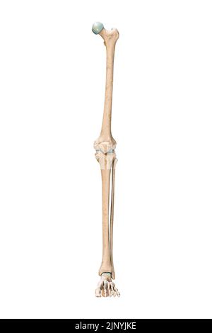 Visualizzazione anteriore o frontale accurata delle ossa delle gambe o degli arti inferiori del sistema scheletrico umano isolato su sfondo bianco 3D rappresentazione grafica. Un Foto Stock