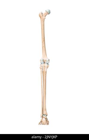 Visualizzazione accurata posteriore o posteriore delle ossa delle gambe o degli arti inferiori del sistema scheletrico umano isolato su sfondo bianco 3D rappresentazione grafica. Un Foto Stock
