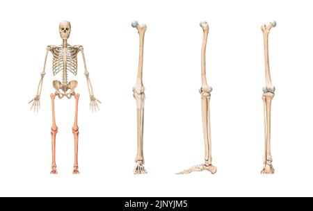 Precisione delle ossa delle gambe o degli arti inferiori del sistema scheletrico umano o dello scheletro isolato su sfondo bianco 3D rappresentazione grafica. Anteriore, laterale AN Foto Stock