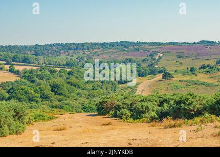 Il lungo sentiero terra bruciata attraverso Ashdown Forest, Inghilterra in una bella giornata estiva Foto Stock