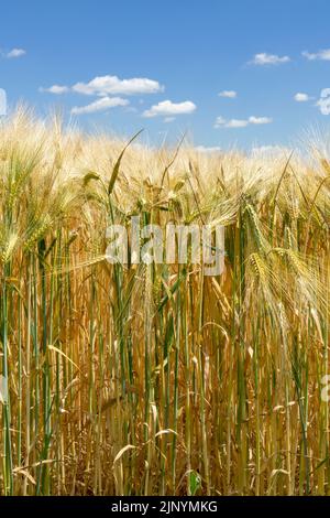 Gambi e spighe di grano in orzo d'oro campo sotto cielo blu Foto Stock