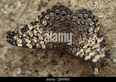 Una farfalla di cracker grigia poggiata su una roccia. Foto Stock