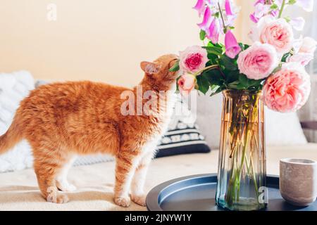 Ginger gatto odore bouquet di rose e fiori di foxguanto messo in vaso su tavola di caffè. Un animale domestico curioso si sente comodo e accogliente a casa Foto Stock