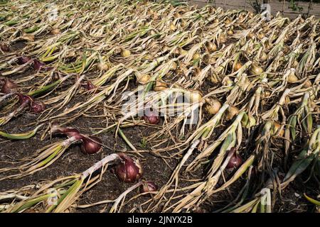 Le cipolle si trovano in file nel giardino in attesa di vendemmia Foto Stock