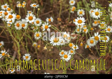 Camomilla fiori MATRICARIA RECUTITA L. camomilla farmaceutica. Pianta medicinale camomilla, fioritura. Foto Stock
