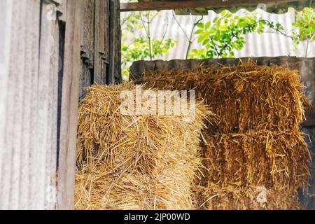 Defocalizzare fieno e paglia. Consistenza di fieno. Le balle di fieno sono impilate in grandi pile. Raccogliendo in Agriculture. Un mucchio di paglia su sfondo di natura. Grano stac Foto Stock