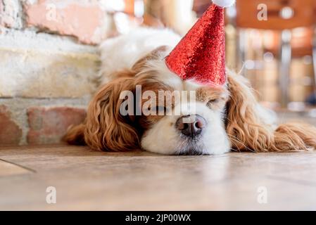 Il cavaliere adulto di Blenheim, re charles spaniel, dorme. Foto Stock