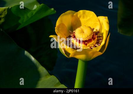 Issaquah, Washington, Stati Uniti. Primo piano di un grande fiore giallo stagno-giglio o wokas (polysepala Nuphar). Può essere facilmente riconosciuto dal suo grande galleggiante Foto Stock