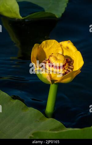 Issaquah, Washington, Stati Uniti. Primo piano di un grande fiore giallo stagno-giglio o wokas (polysepala Nuphar). Può essere facilmente riconosciuto dal suo grande galleggiante Foto Stock