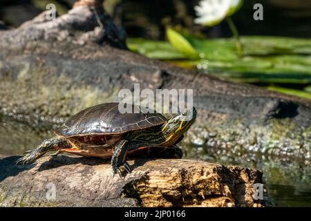 Issaquah, Washington, Stati Uniti. Tartaruga dipinta che sunning su un ceppo. Foto Stock