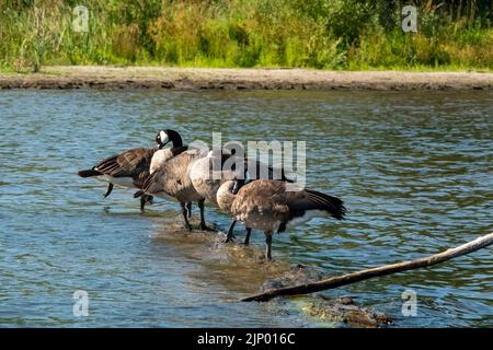 Issaquah, Washington, Stati Uniti. Flock of Canadian Geese in piedi su un log sommerso nel lago Sammamish, preening e / o dormire. Foto Stock